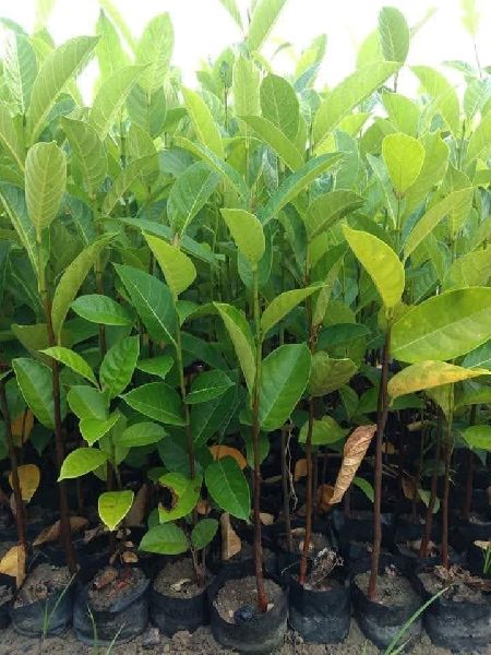 Organic Jackfruit Plants, for Plantation, Color : Green