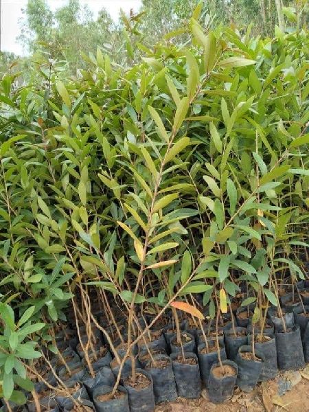 Terminalia Plants, for Plantation, Variety : Hybid