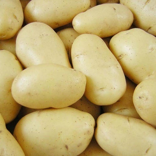 Common 3797 Potato, for In making chips, in curries, Packaging Size : 25kg, 30kg, 100kg