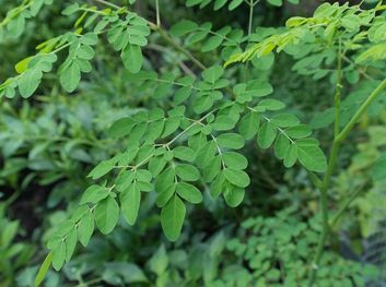 Organic Moringa Oleifera Leaves, for Cosmetics, Medicine, Color : Green