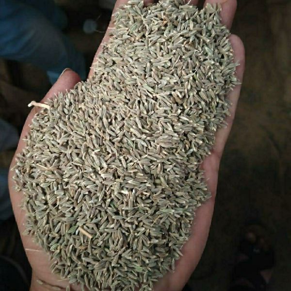 Cumin Seed, for Cooking, Spices, Specialities : Long Shelf Life, Good Quality