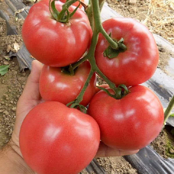 Fresh tomato, Certification : FSSAI Certified
