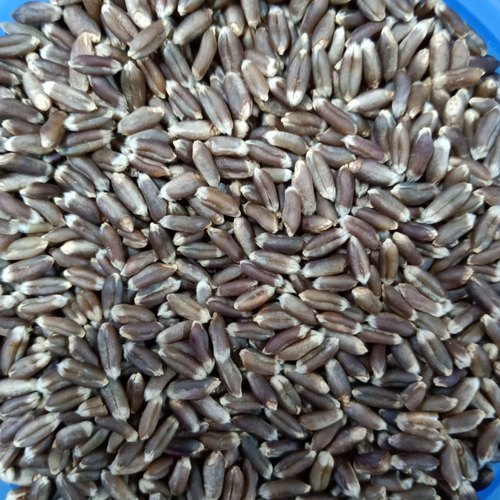 Black Wheat Seeds, Shelf Life : 9-12 Months