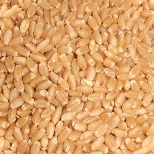 High Quality Wheat Seeds, Shelf Life : 9-12 Months