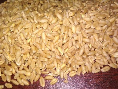 Long Grain Wheat Seeds, Shelf Life : 9-12 Months