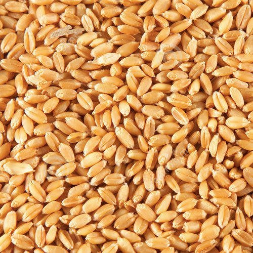 Organic Wheat Seeds, Shelf Life : 9-12 Months