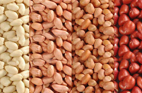 Organic Peanut Kernels, for Butter, Cooking Use, Making Oil, Feature : Fine Taste, Non Harmful, Optimum Quality