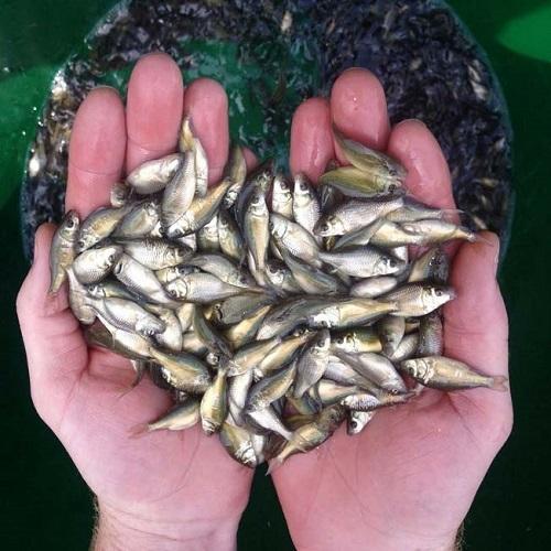 Catla Fish Seeds, Packaging Type : Vacuum Pack