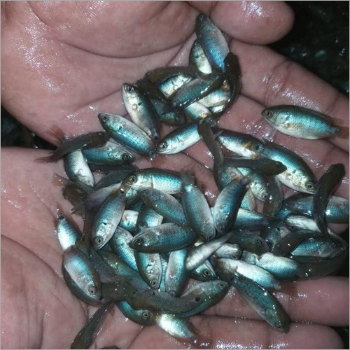 Koi Fish Seeds, Packaging Type : Vacuum Pack