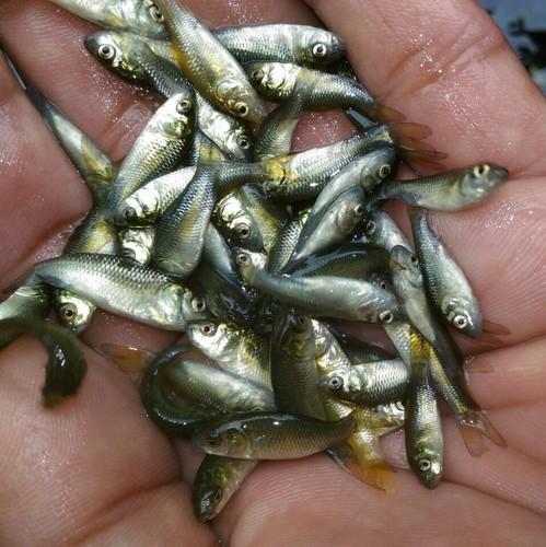 Rohu Fish Seeds