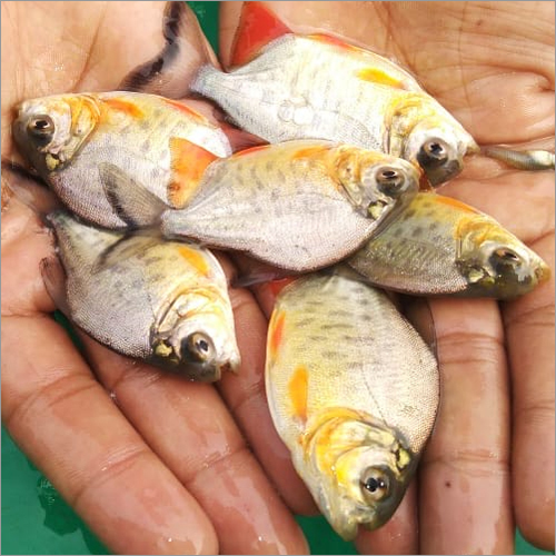 Roopchand Fish Seeds, Packaging Type : Vacuum Pack