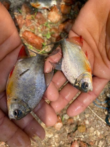 Rupchanda Fish Seeds, For Cooking, Food, Human Consumption, Style : Fresh