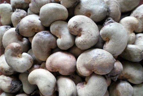 Blanched Organic raw cashew nuts, Packaging Type : Pp Bag, Sachet Bag