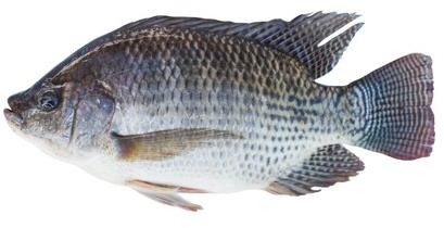 Fresh Tilapia Fish, Packaging Type : Thermocol Box