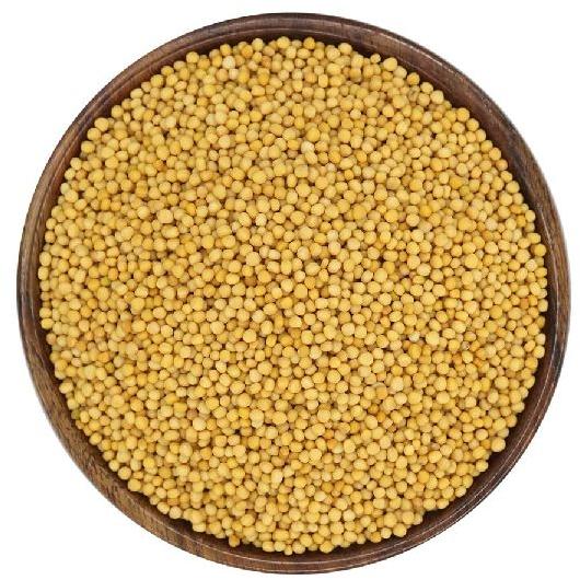 Yellow mustard seeds, Packaging Size : 10-15 Kg