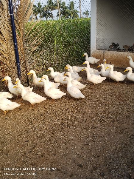 Duck farming, for Human Consumption, Packaging Type : Tray