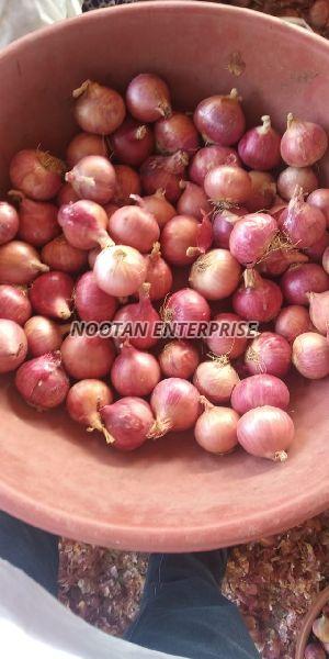 Organic Fresh Pink Onion, for Cooking, Human Consumption, Feature : Freshness, Non Harmful