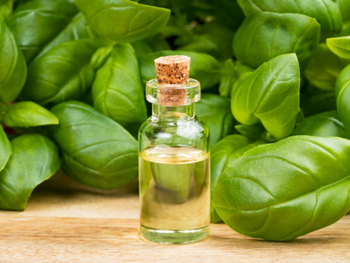 Basil Essential Oil