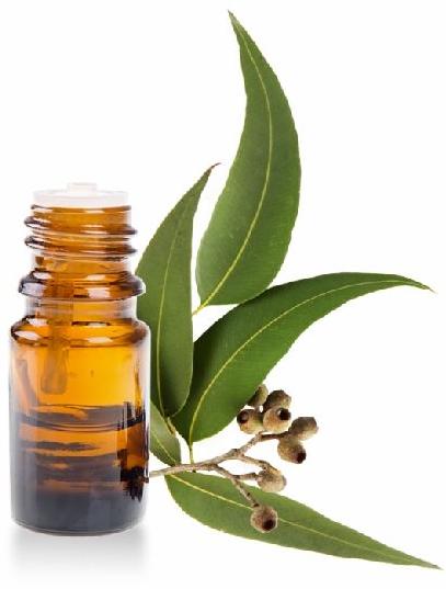 Eucalyptus Essential Oil