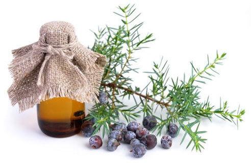 Juniper Berry Essential Oil, for Cosmetic Uses, Purity : 90%