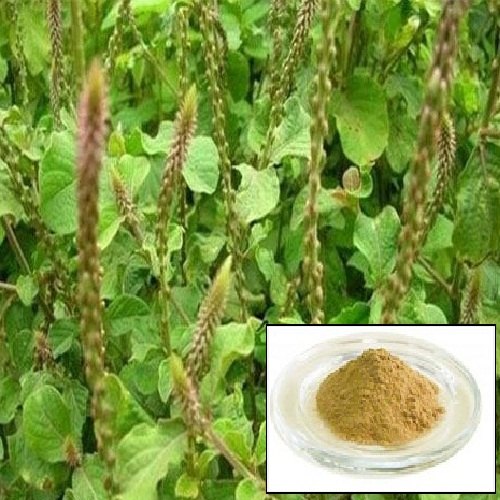 Achyranthes Aspera Extract, for Industrial, Grade Standard : Medicine Grade