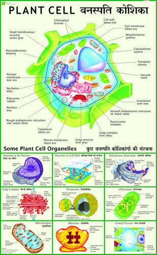 Fiberglass Biological Charts, Color : Skin