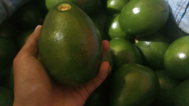 Organic Avacados fruits