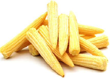 Common Fresh Baby Corn, for Bakery, Cooking, Pizza, Snacks