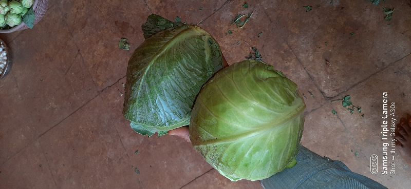 fresh cabbage