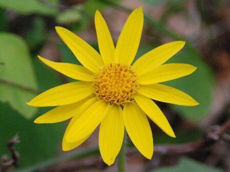 Arnica Essential Oil