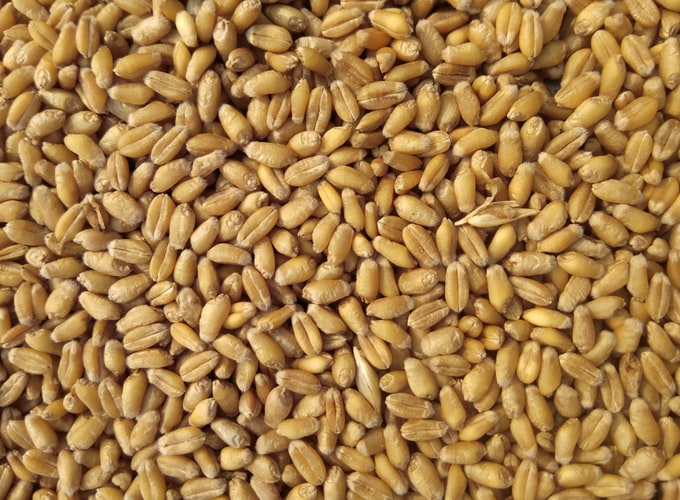 Meslin Durum Wheat