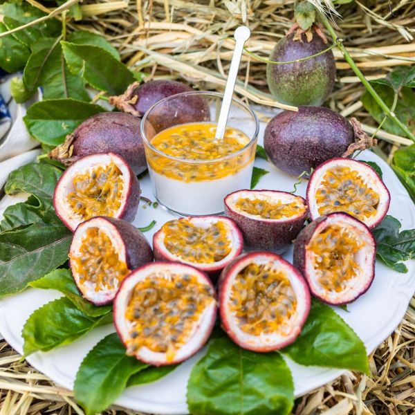 Common fresh fig, Taste : Delicious Sweet