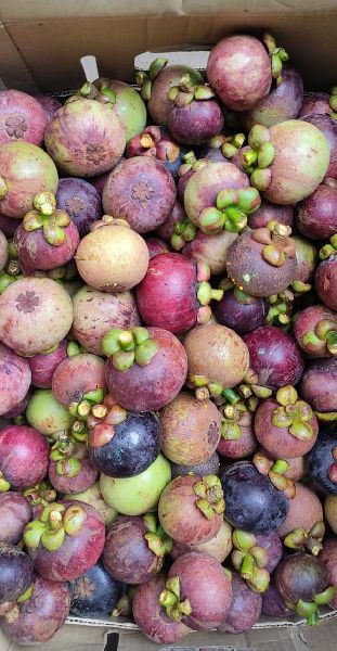 Natural Fresh Mangosteen Fruit, for Human Consumption