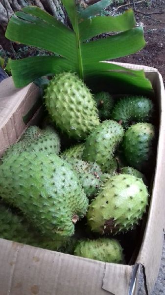 Fresh Soursop