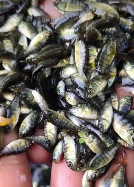 Healthy Harvest Monosex Tilapia Fish Seeds