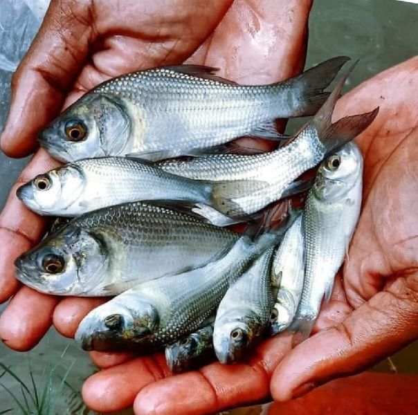 Silver Carp Fish Seeds