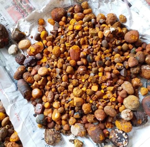 Cow Ox Gallstones, for Medicine, Certification : Iso Certified