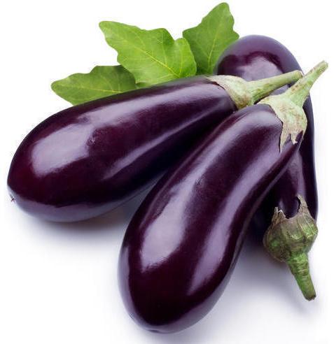 Organic Fresh Brinjal, for Good Nutritions, Good Health, Packaging Type : Plastic Packet