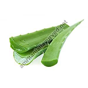 Light Green Aloe Vera Leaves