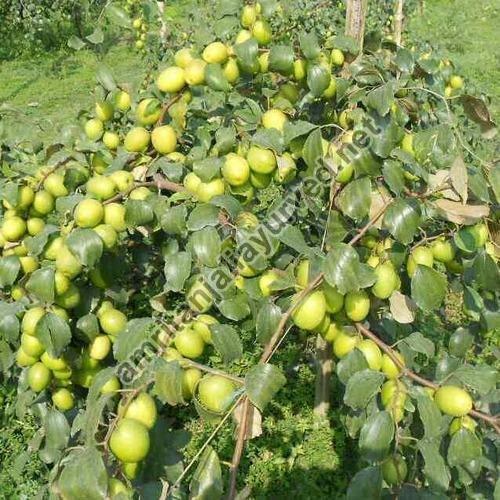 Apple Ber Plant, Soil Specific:Acidic