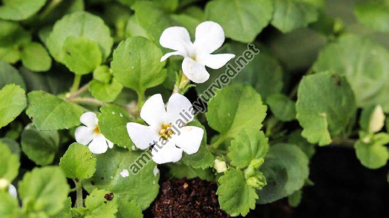 Organic Brahmi Herb, for Medicine Use, Feature : Natural, Skin Friendly