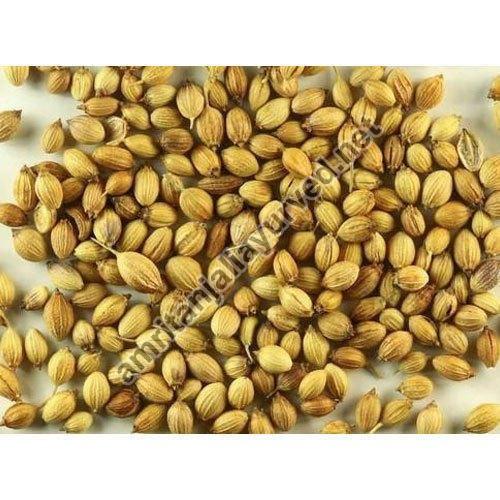 Coventional Coriander Seeds, for Spices, Packaging Type : Plastic Packet