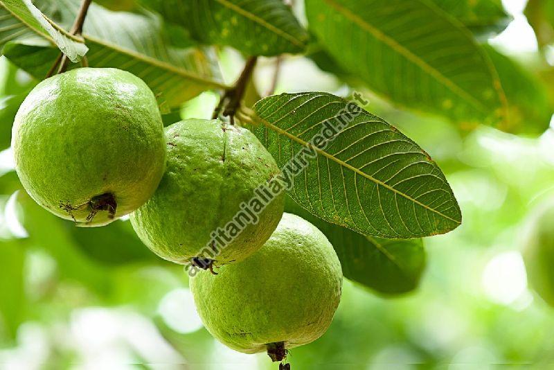Guava Contract Farming