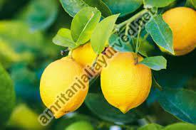 Green Organic Lemon Plant, for Gardening, Size : Large