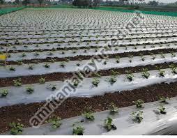 Plastic Mulching Film, for Agricultural Farms, Length : 200 To 1000 Mtr