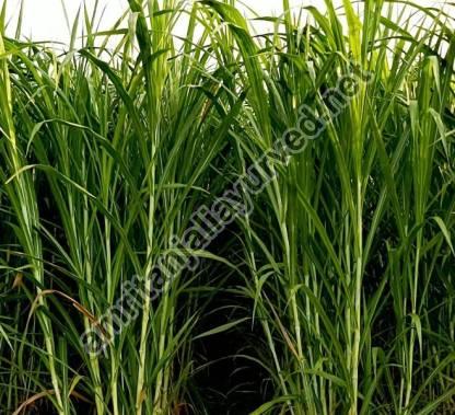 Napier Grass, Color : Green