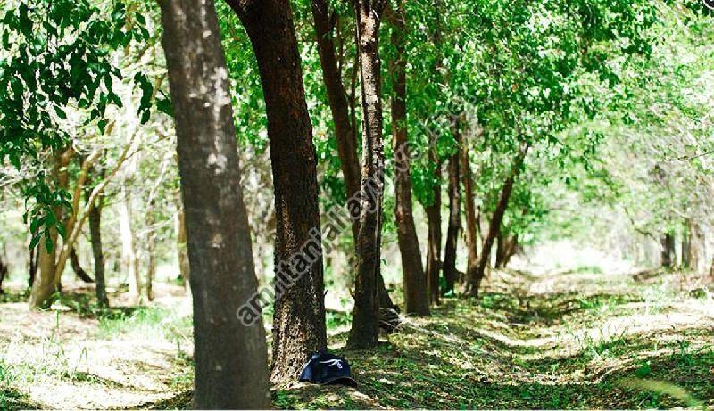 Sandalwood Plant, Sunlight:Full Sun