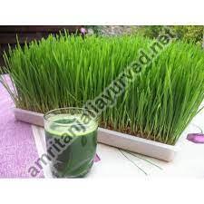 Wheatgrass Juice, for Drinking, Feature : Complete Purity, Fresh