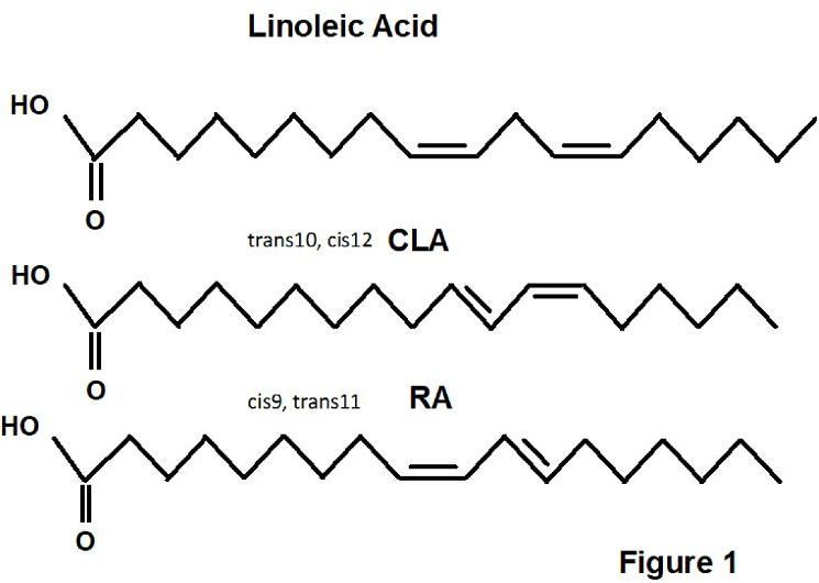 Conjugated Linoleic Acid, Form : Powder