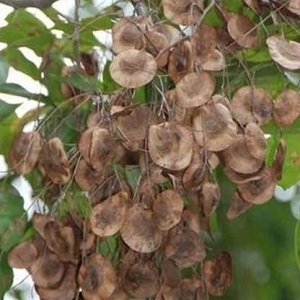 Red Sandalwood Seeds